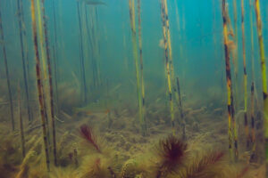 Aquatic ecosystem altered by flooding, showing a fish swimming through disturbed water.